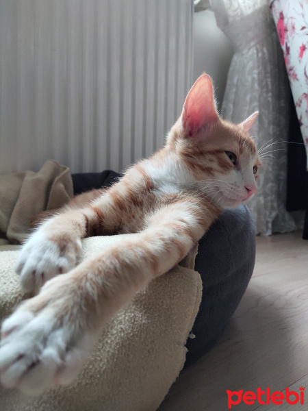 Tekir Kedi, Kedi  İrmik fotoğrafı