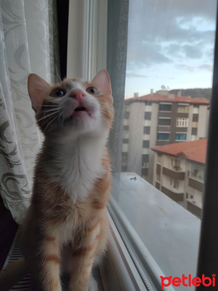 Tekir Kedi, Kedi  İrmik fotoğrafı