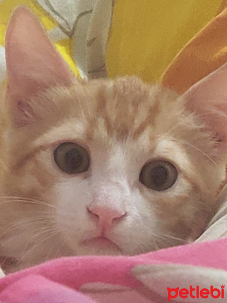 Tekir Kedi, Kedi  İrmik fotoğrafı