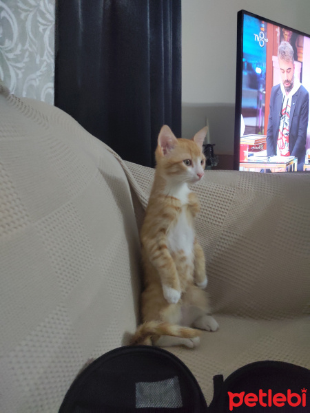 Tekir Kedi, Kedi  İrmik fotoğrafı