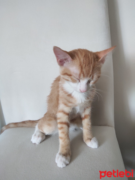 Tekir Kedi, Kedi  İrmik fotoğrafı