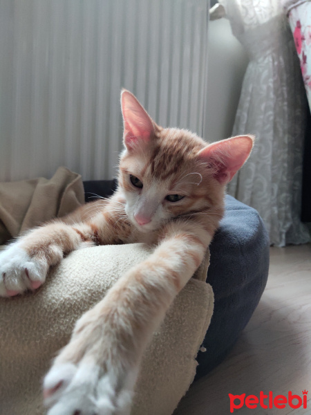 Tekir Kedi, Kedi  İrmik fotoğrafı