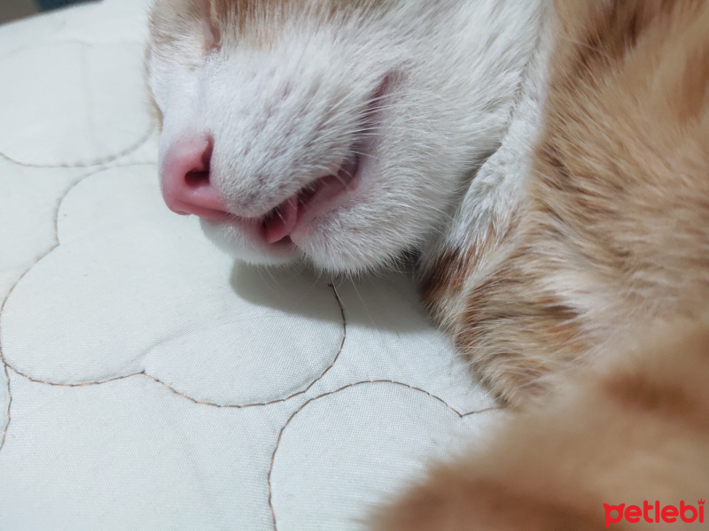 Tekir Kedi, Kedi  İrmik fotoğrafı