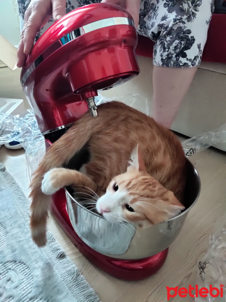 Tekir Kedi, Kedi  İrmik fotoğrafı