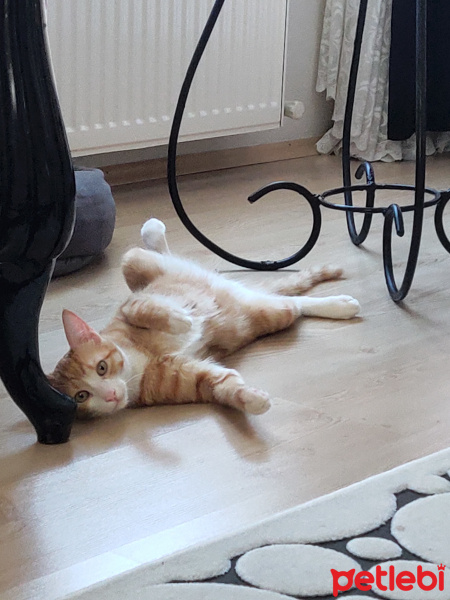 Tekir Kedi, Kedi  İrmik fotoğrafı
