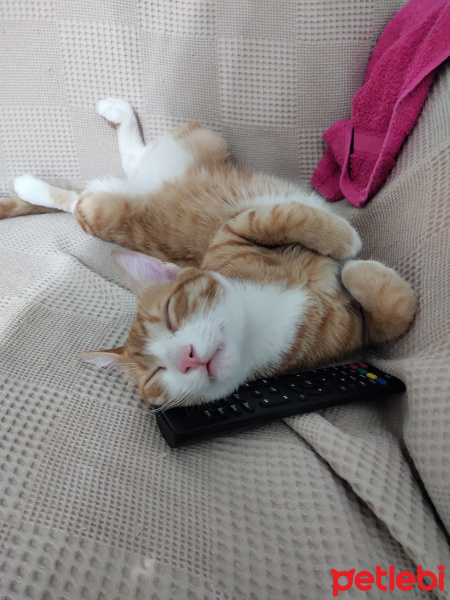 Tekir Kedi, Kedi  İrmik fotoğrafı