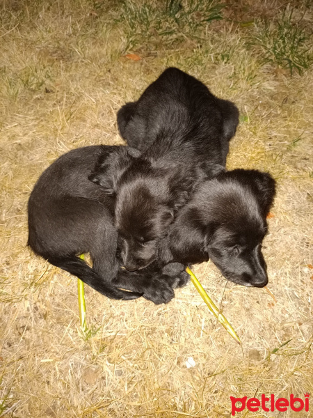 Labrador Retriever, Köpek  Oreyo&negro fotoğrafı