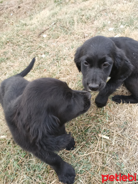 Labrador Retriever, Köpek  Oreyo&negro fotoğrafı