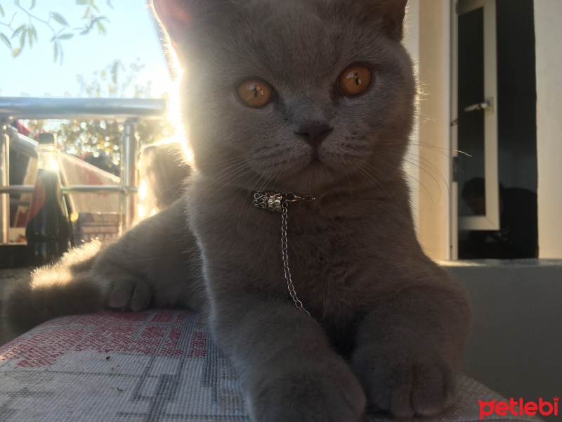 British Shorthair, Kedi  Tarçın fotoğrafı