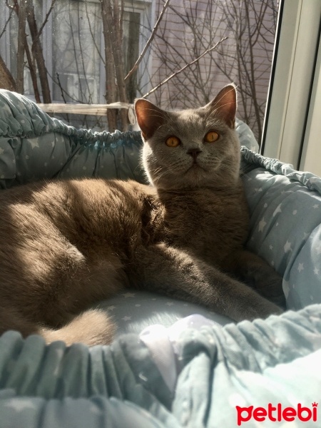 British Shorthair, Kedi  Tarçın fotoğrafı