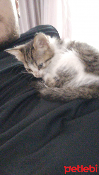 Tekir Kedi, Kedi  Masha fotoğrafı