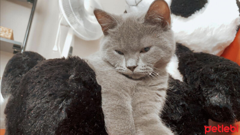 Scottish Fold, Kedi  Yummysu fotoğrafı