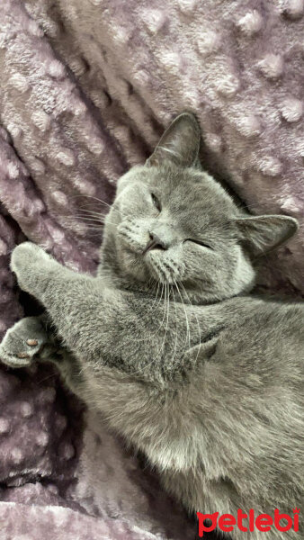 Scottish Fold, Kedi  Yummysu fotoğrafı