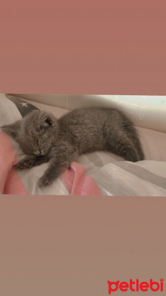 Scottish Fold, Kedi  Yummysu fotoğrafı