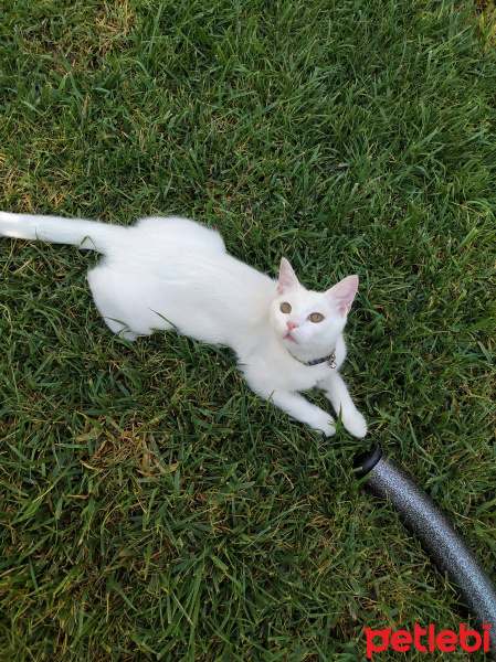 Ankara Kedisi, Kedi  Akça fotoğrafı