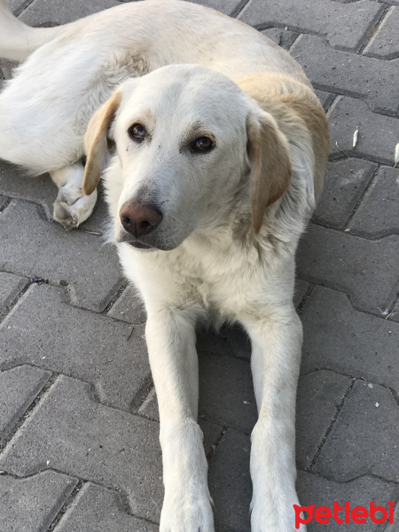 Golden Retriever, Köpek  Golden fotoğrafı