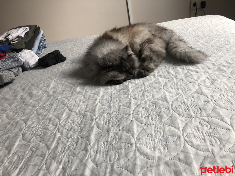 Chinchilla, Kedi  Brownie fotoğrafı