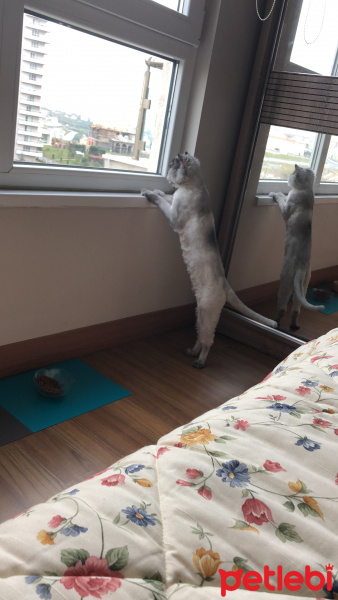 Chinchilla, Kedi  Brownie fotoğrafı