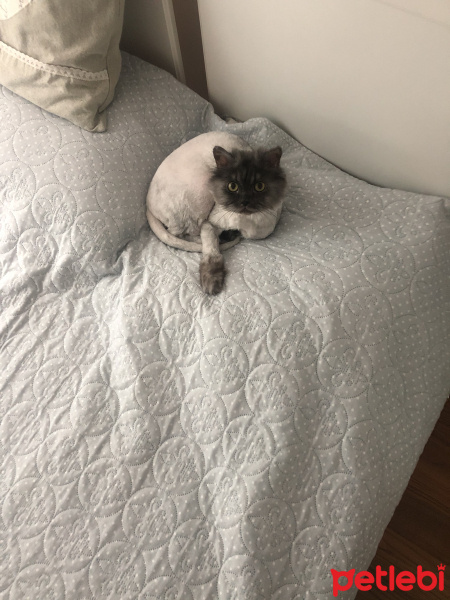 Chinchilla, Kedi  Brownie fotoğrafı