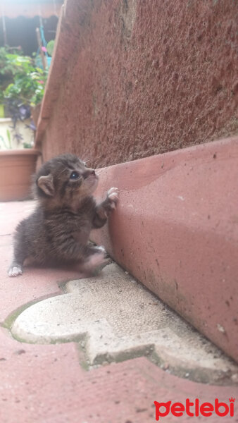 Tekir Kedi, Kedi  Ömür fotoğrafı