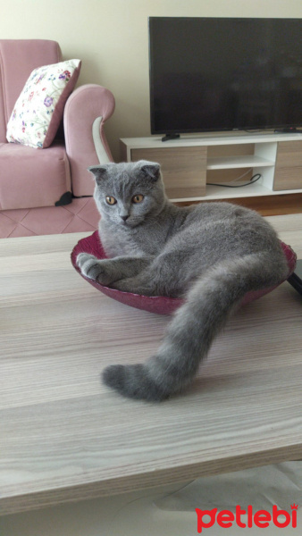 Scottish Fold, Kedi  Cesur fotoğrafı