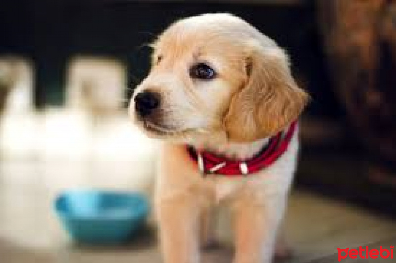 Aidi, Köpek  osman fotoğrafı