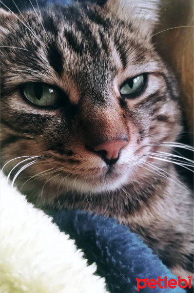 Tekir Kedi, Kedi  BIDIK fotoğrafı