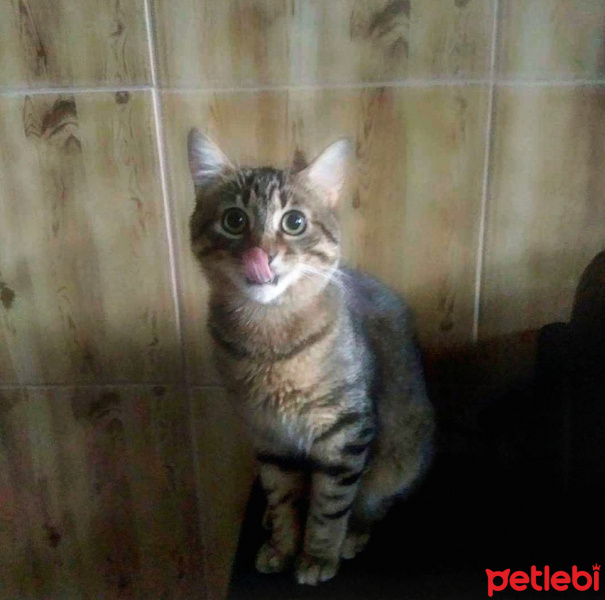 Tekir Kedi, Kedi  BIDIK fotoğrafı