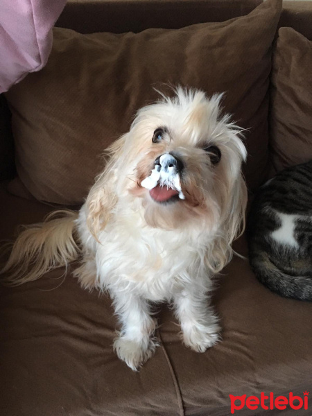 Maltese, Köpek  Arya fotoğrafı