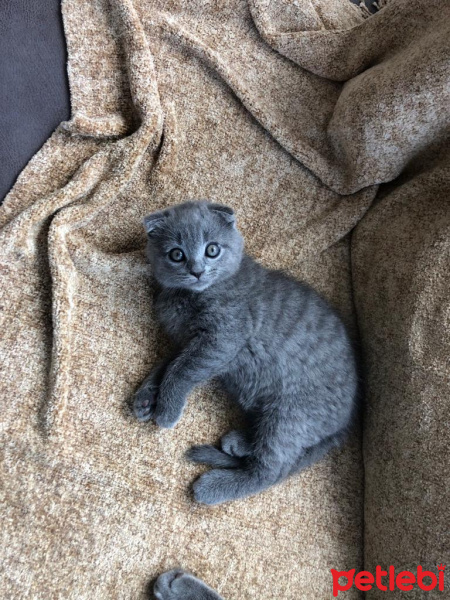 Scottish Fold, Kedi  Luci fotoğrafı