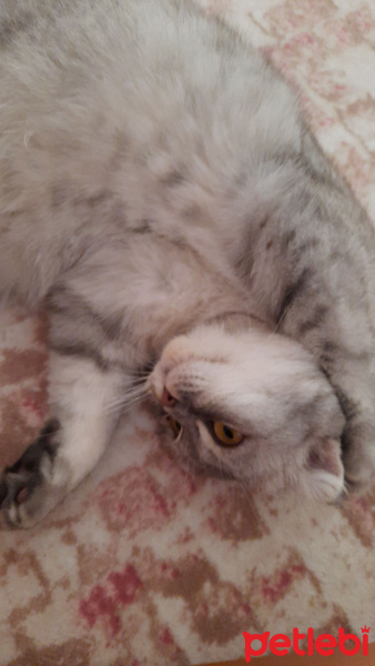 Scottish Fold, Kedi  Minnos fotoğrafı