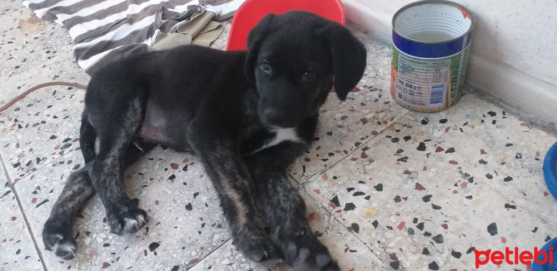 Labrador Retriever, Köpek  YILDIZ fotoğrafı