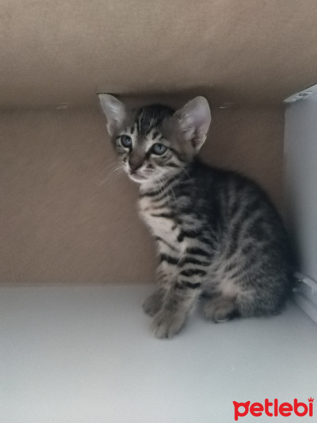 Tekir Kedi, Kedi  3 kardeslet fotoğrafı