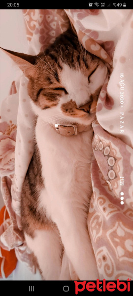 Tekir Kedi, Kedi  Aşil fotoğrafı