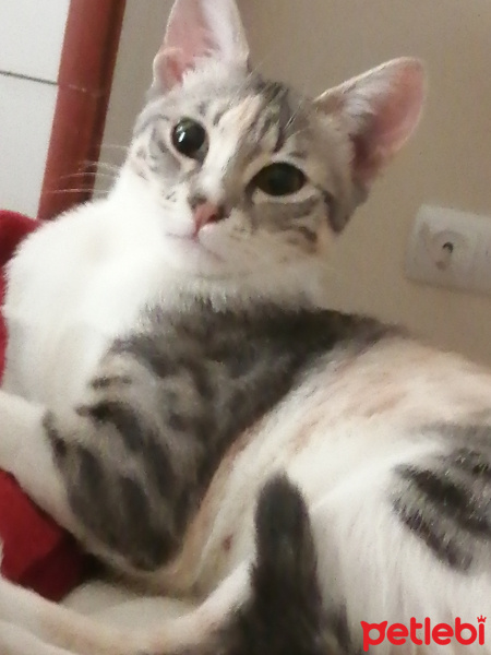 Tekir Kedi, Kedi  Pakize fotoğrafı