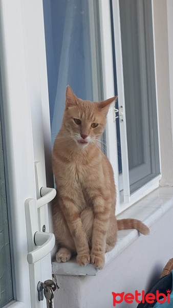 Sarman, Kedi  Portakal fotoğrafı