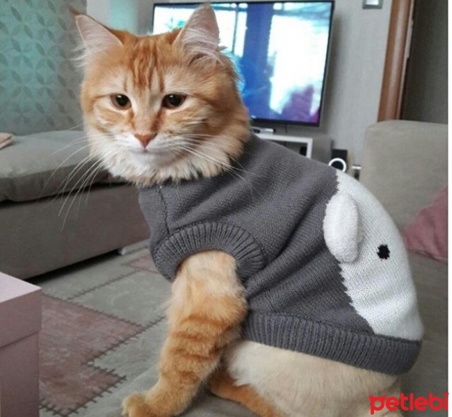 Tekir Kedi, Kedi  Yumak fotoğrafı