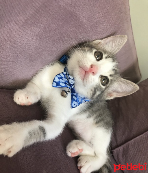 Tekir Kedi, Kedi  Paşa fotoğrafı