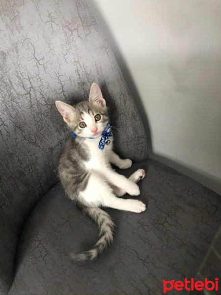 Tekir Kedi, Kedi  Paşa fotoğrafı
