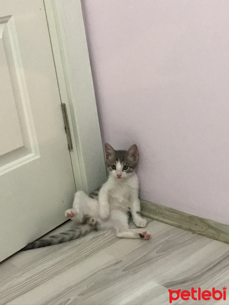 Tekir Kedi, Kedi  Paşa fotoğrafı
