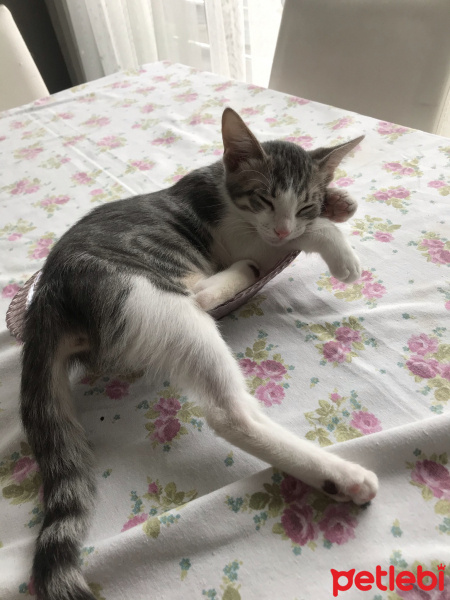 Tekir Kedi, Kedi  Paşa fotoğrafı