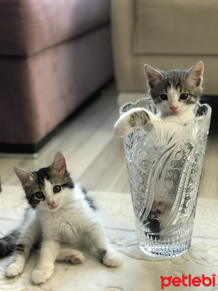 Tekir Kedi, Kedi  Paşa fotoğrafı