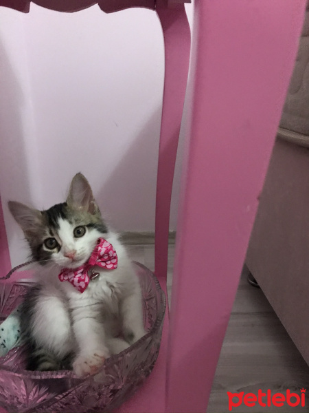 Tekir Kedi, Kedi  Paşa fotoğrafı