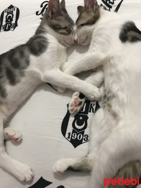 Tekir Kedi, Kedi  Paşa fotoğrafı