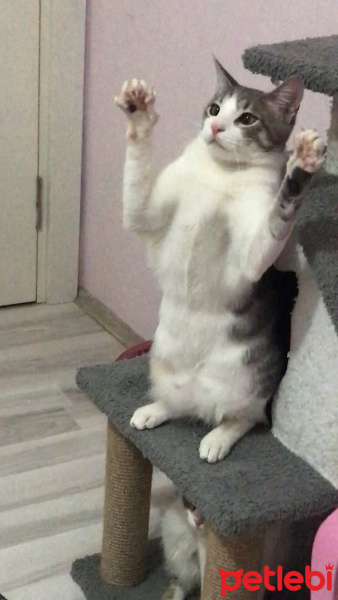 Tekir Kedi, Kedi  Paşa fotoğrafı