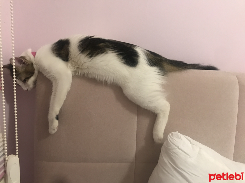 Tekir Kedi, Kedi  Paşa fotoğrafı