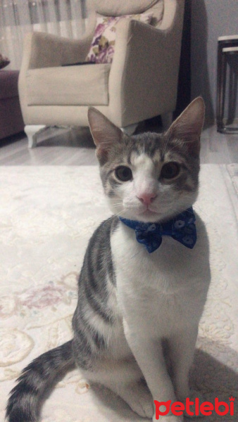 Tekir Kedi, Kedi  Paşa fotoğrafı