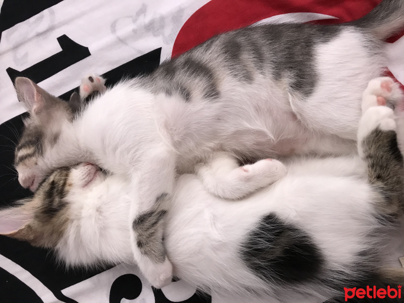 Tekir Kedi, Kedi  Paşa fotoğrafı