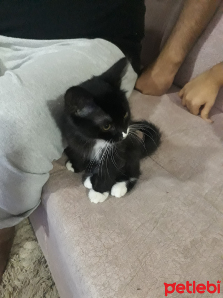 İran Kedisi (Persian), Kedi  Şanti fotoğrafı