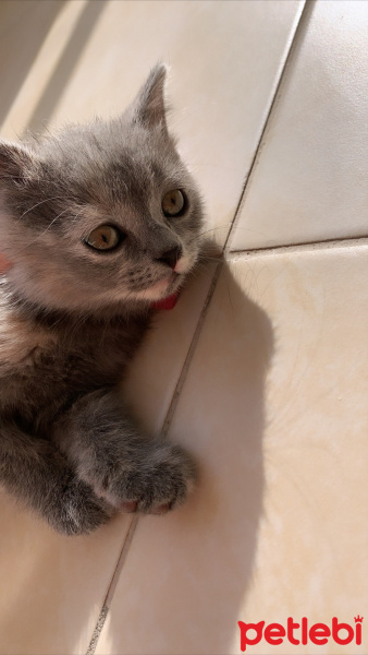 British Shorthair, Kedi  Simba fotoğrafı